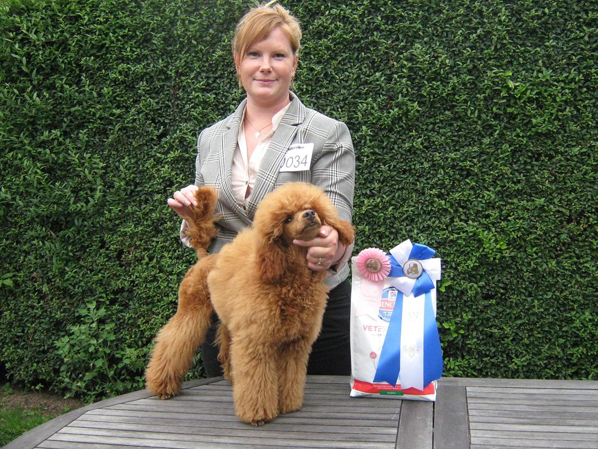 Dværgpuddel Thor billede 1