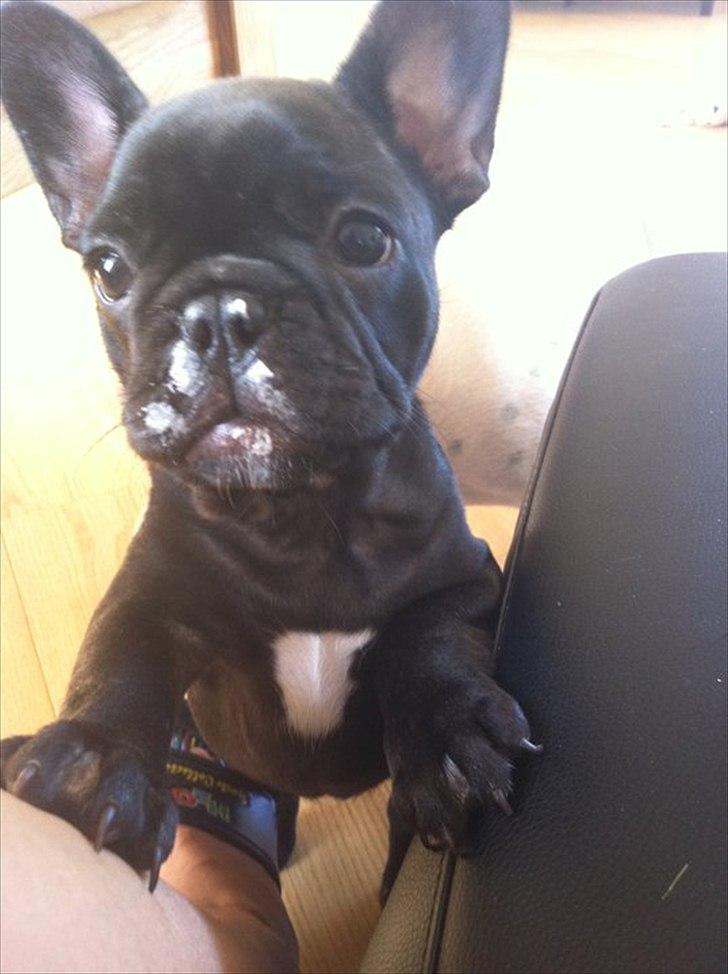 Fransk bulldog Liló - Lover altså det ikke var mig der smagte på det flødeskum :D (Taget den 18/8-11) billede 11