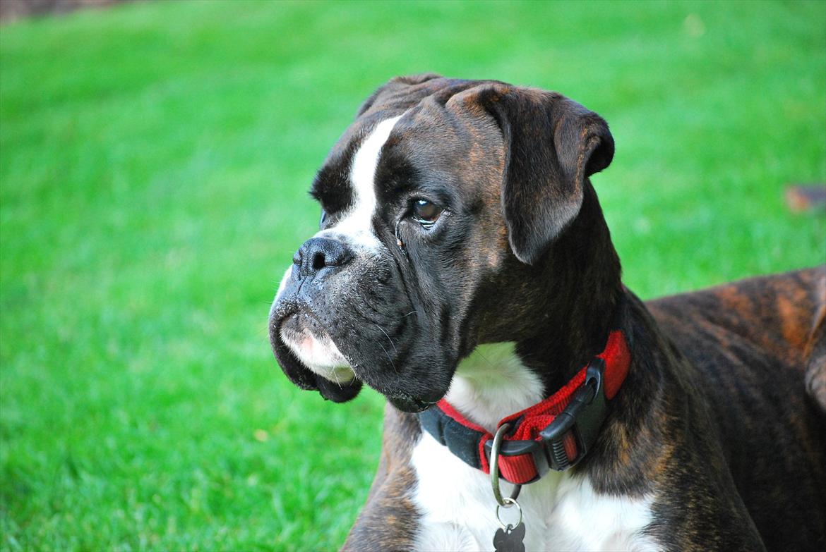 Boxer Branco von der suhla / Don - Branco von der suhla / Don  billede 1