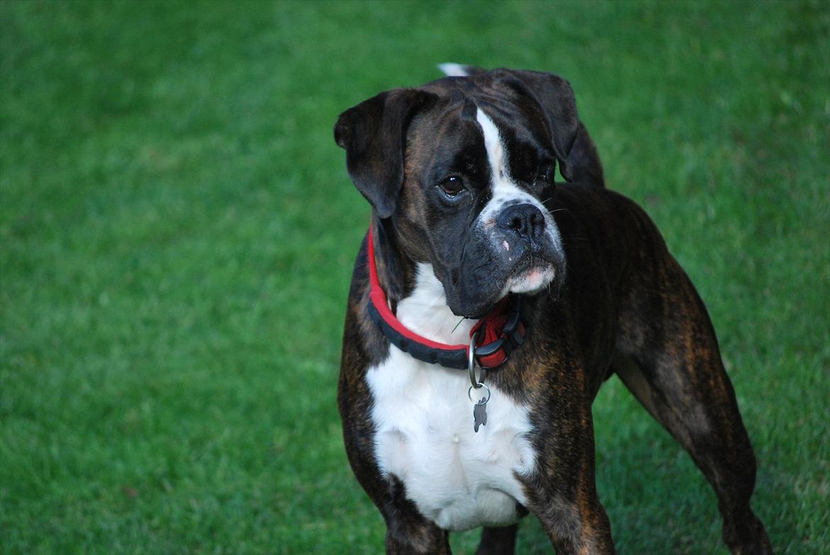 Boxer Branco von der suhla / Don billede 2