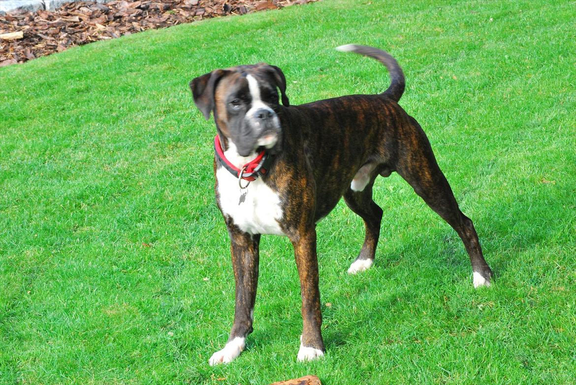 Boxer Branco von der suhla / Don billede 3