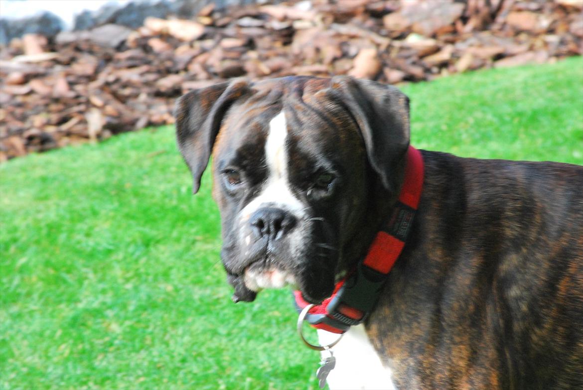 Boxer Branco von der suhla / Don billede 4