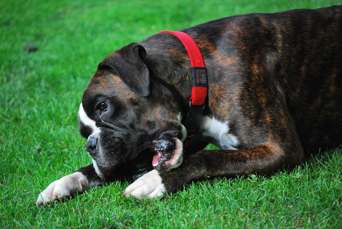 Boxer Branco von der suhla / Don billede 5