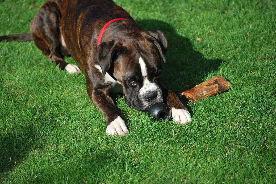 Boxer Branco von der suhla / Don billede 6