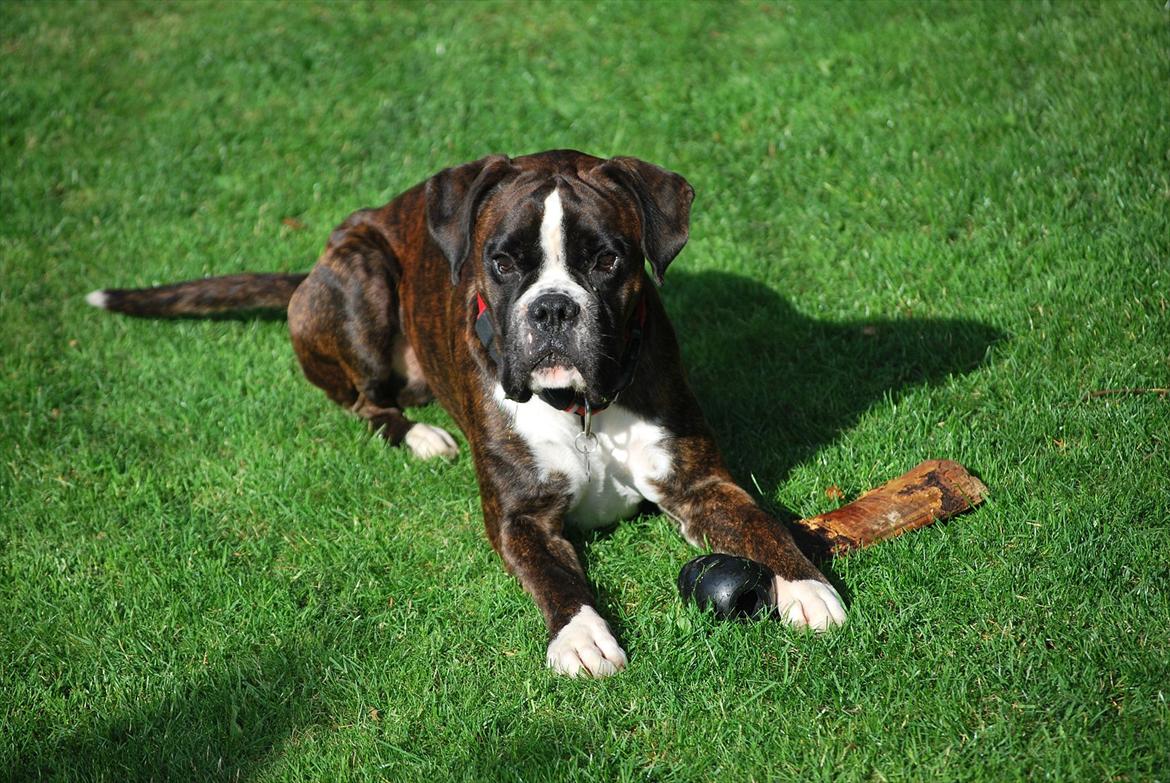 Boxer Branco von der suhla / Don billede 7