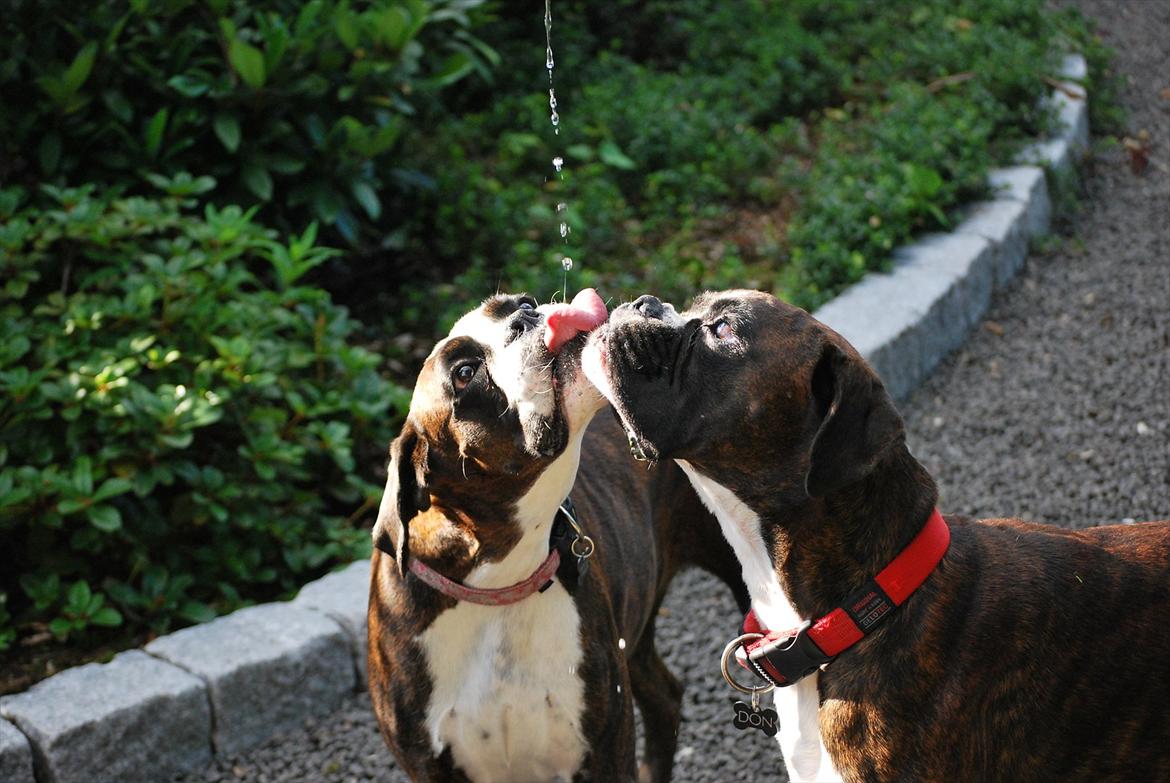 Boxer Branco von der suhla / Don billede 8