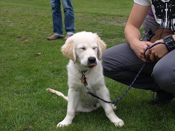 Golden retriever Carlo - Carlo til hundens dag i Gryden i Esbjerg billede 10
