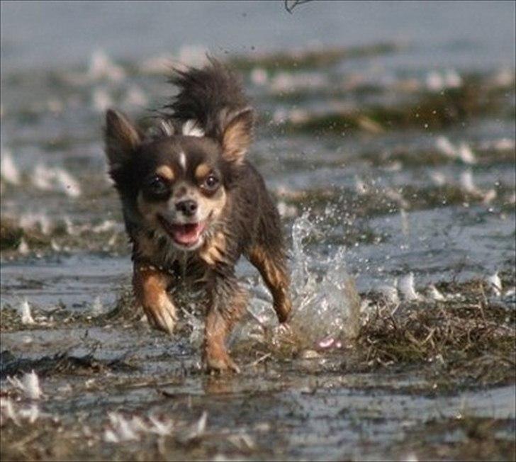 Chihuahua Fiona - Ukkie 2 år billede 1