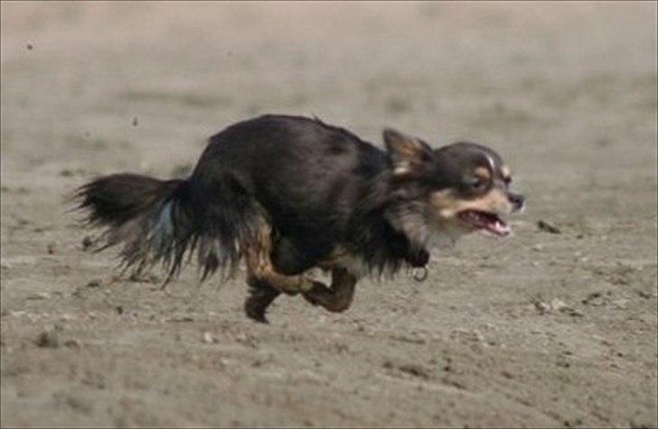 Chihuahua Fiona - Ukkie 2 år billede 2