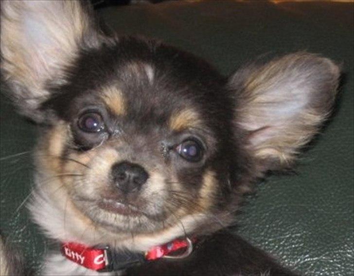 Chihuahua Fiona - Ukkie som hvalp billede 3