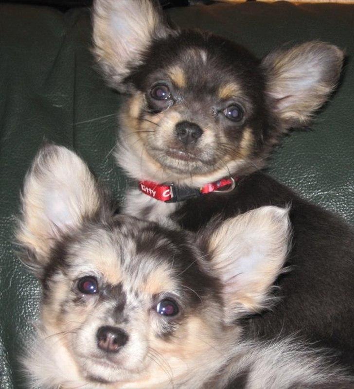 Chihuahua Fiona - Ukkie sammenmed hendes søster Bibi billede 4