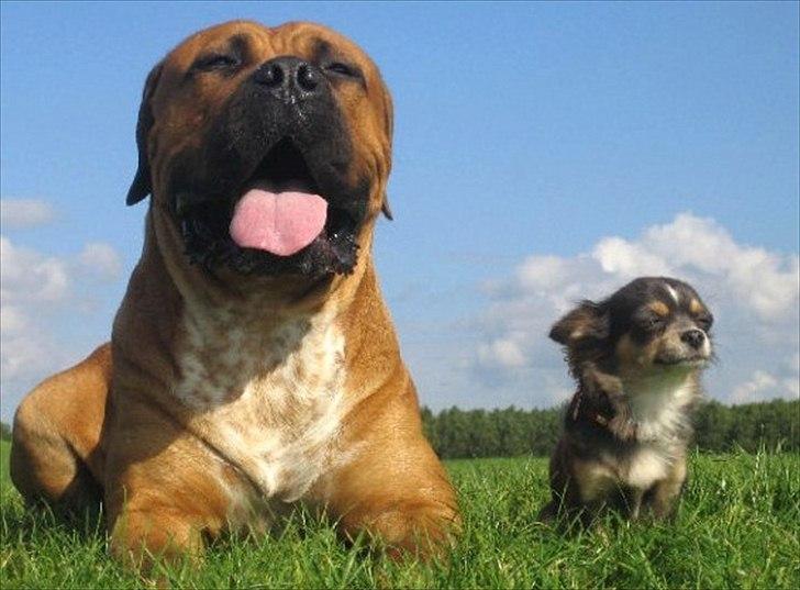 Chihuahua Fiona - Ukkie med sin store ven :-) billede 5