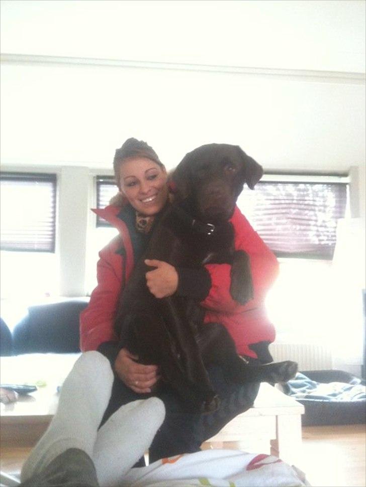 Labrador retriever Aslan - Mor's skødehund <3 . billede 4
