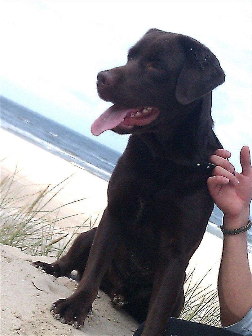 Labrador retriever Aslan billede 11