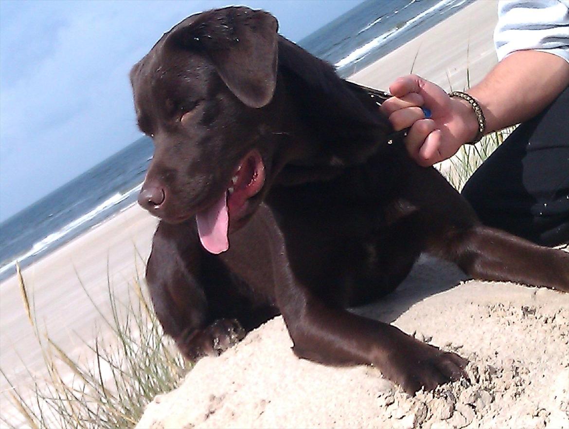 Labrador retriever Aslan billede 8