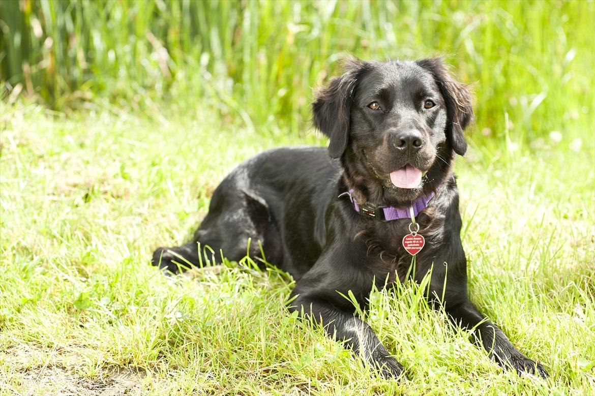 Blanding af racer Molly (lab/kleinermünster billede 4