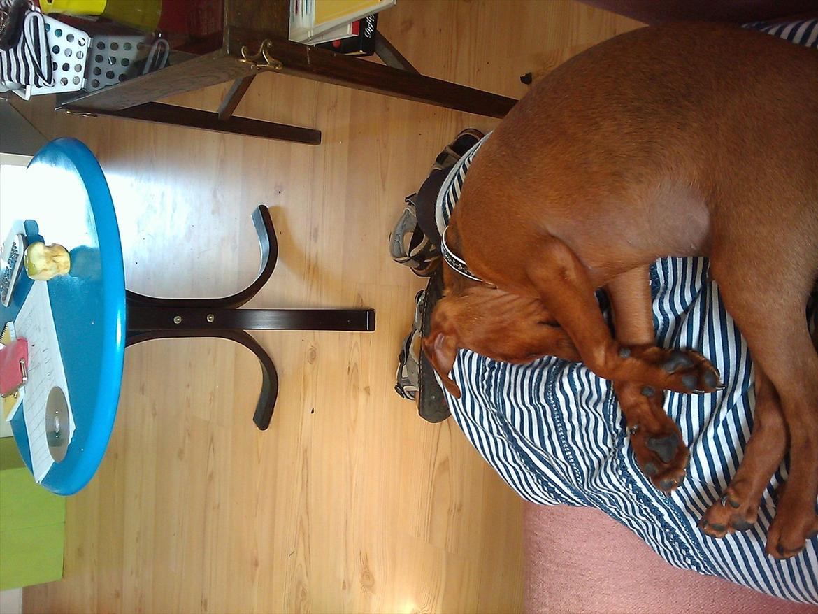 Dvaergpinscher Joey billede 7