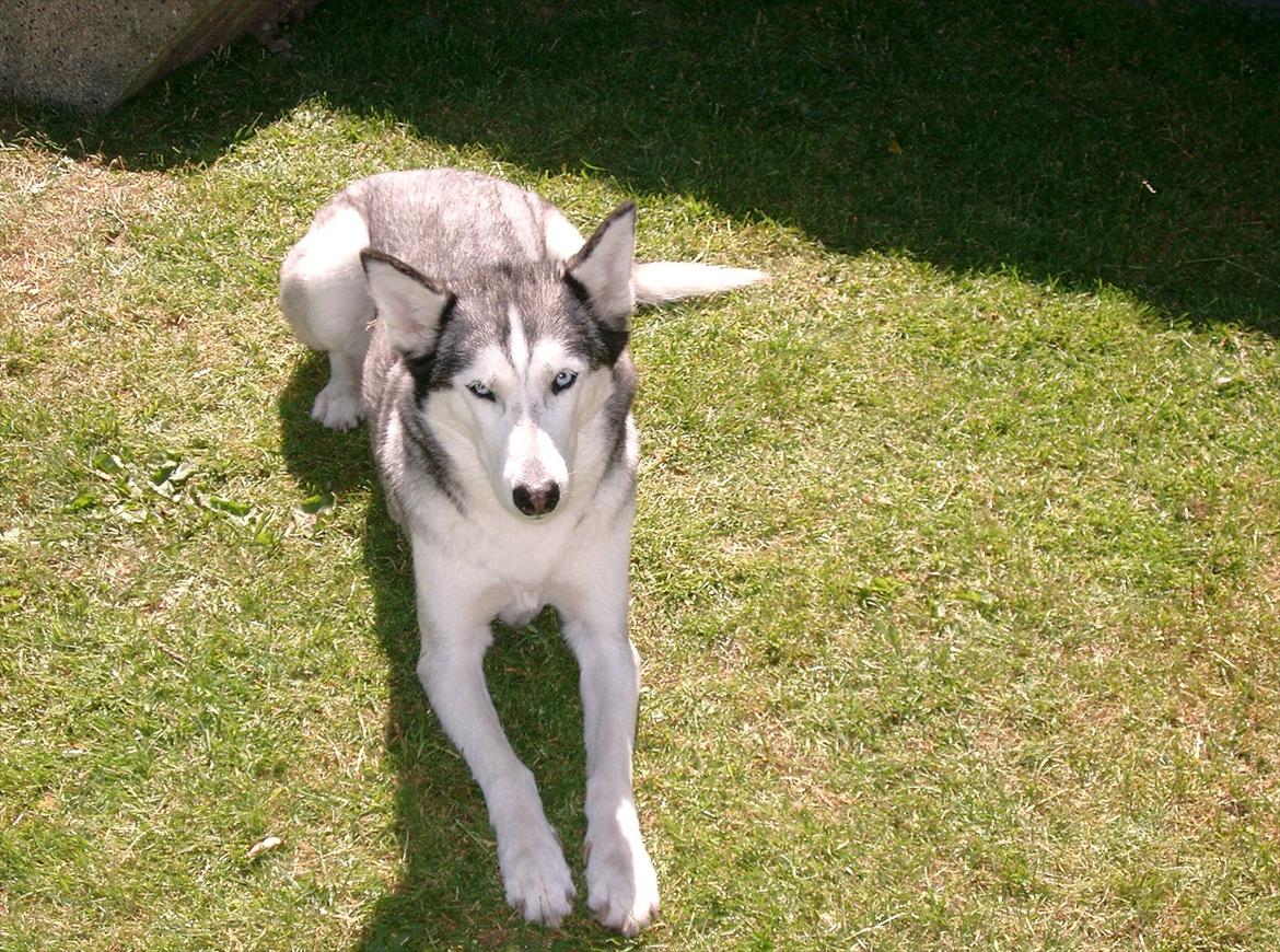 Siberian husky Lucky "himmel hund" billede 1