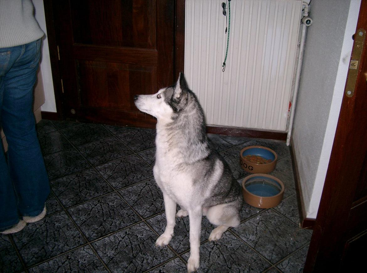 Siberian husky Lucky "himmel hund" billede 2