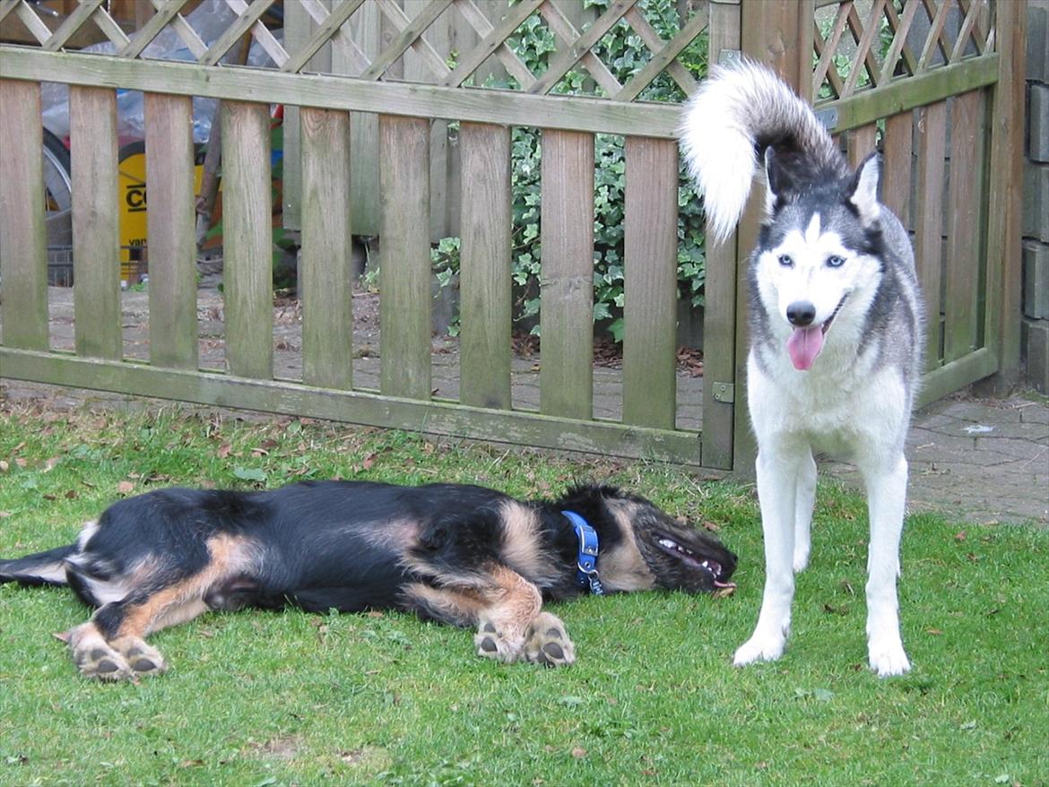 Siberian husky Lucky "himmel hund" - 1 træt schæferhund efter leg lucky er stadig klar. billede 3