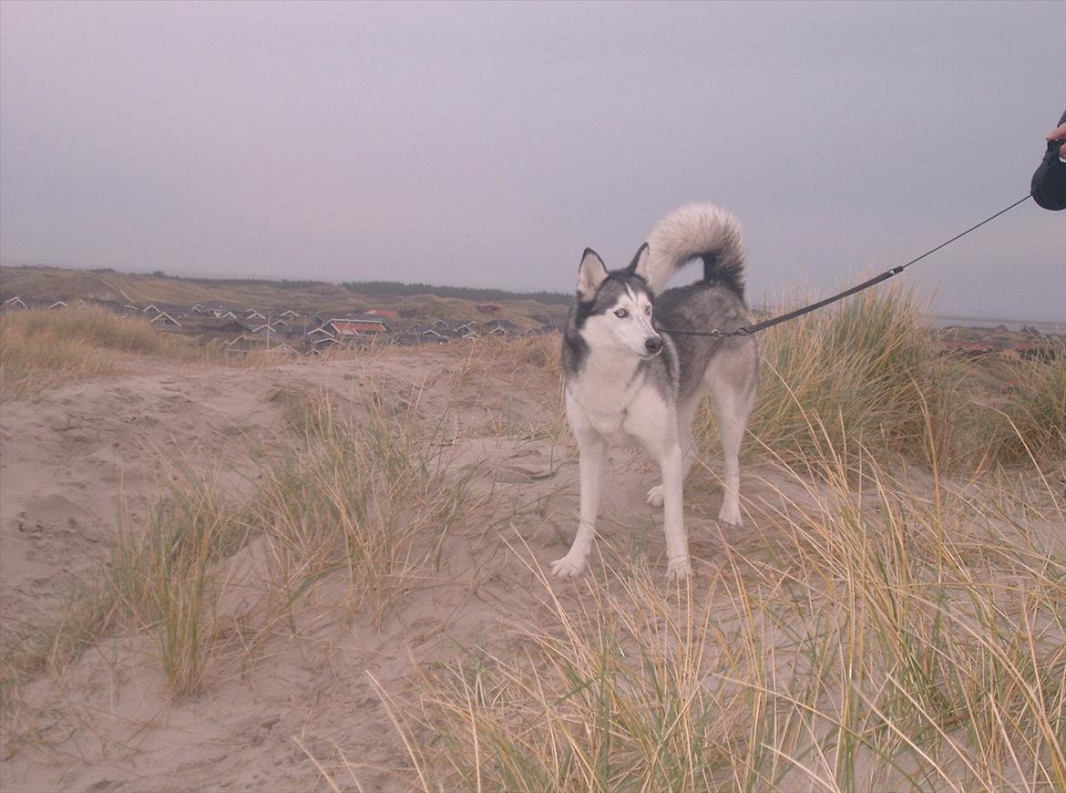 Siberian husky Lucky "himmel hund" - Lucky ved vesterhavet billede 5