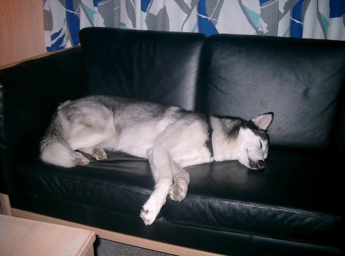 Siberian husky Lucky "himmel hund" - Sover til middag billede 8