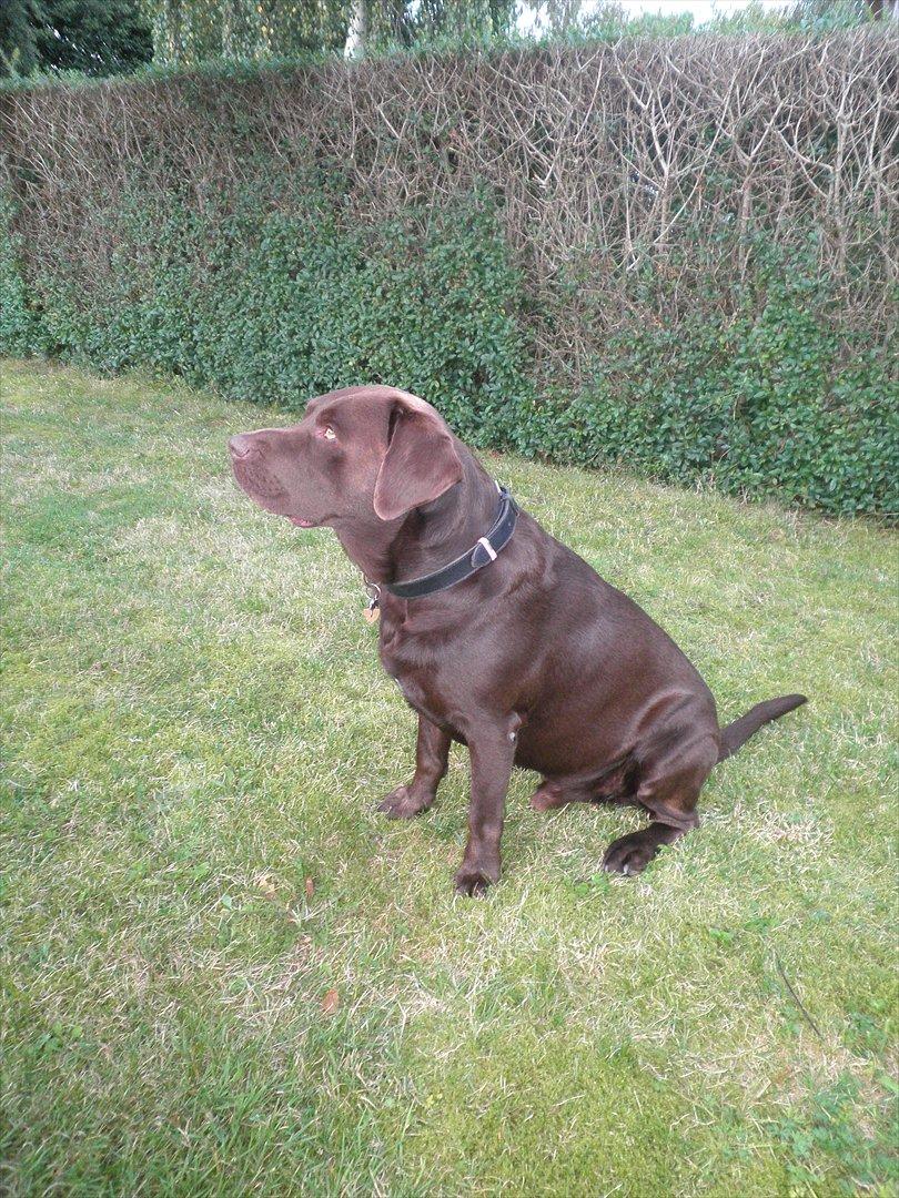 Labrador retriever Andy billede 7