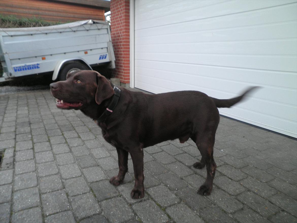 Labrador retriever Andy billede 8