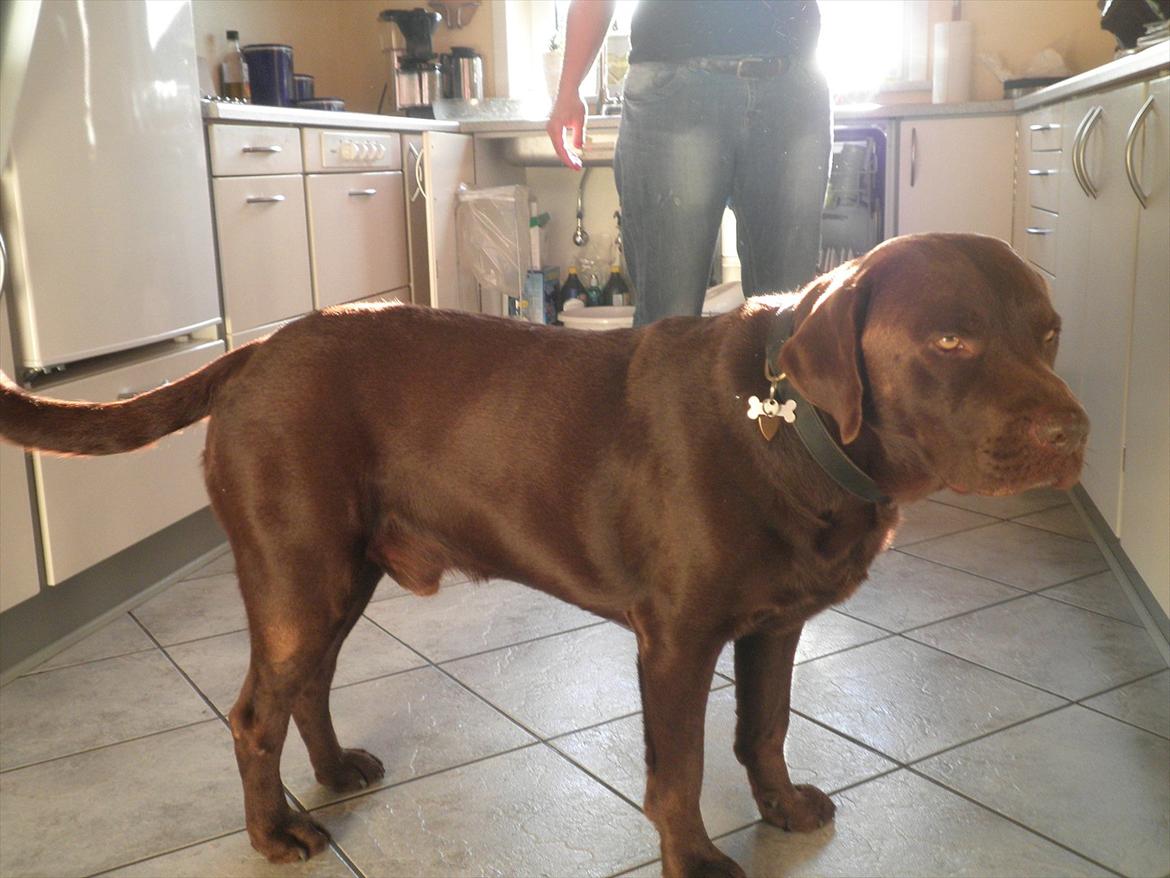 Labrador retriever Andy - " Gad vide om der falder noget af til lille mig i dag" billede 10