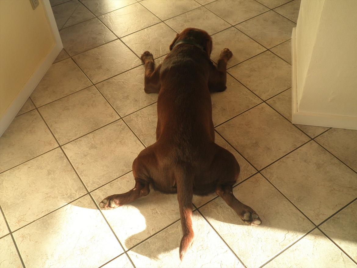 Labrador retriever Andy - " ÅHH- der er dejlig køligt her"  " HD-hvad er det " billede 11