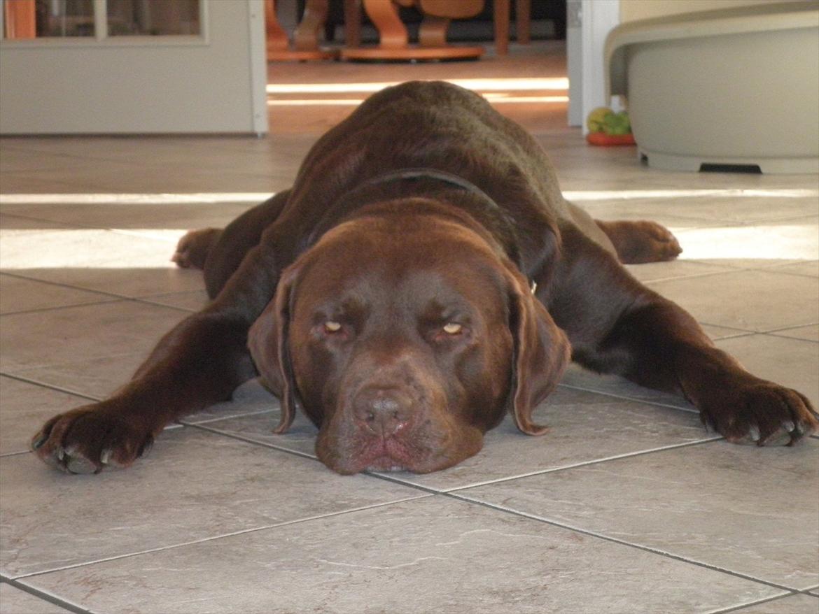 Labrador retriever Andy -  Så slapper vi lige af igen :) billede 12