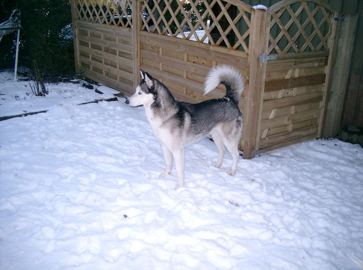 Siberian husky Lucky "himmel hund" billede 7