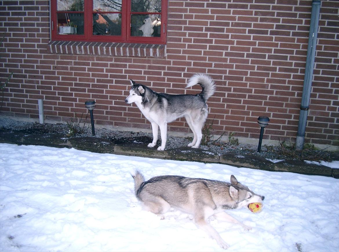 Siberian husky Lucky "himmel hund" billede 9