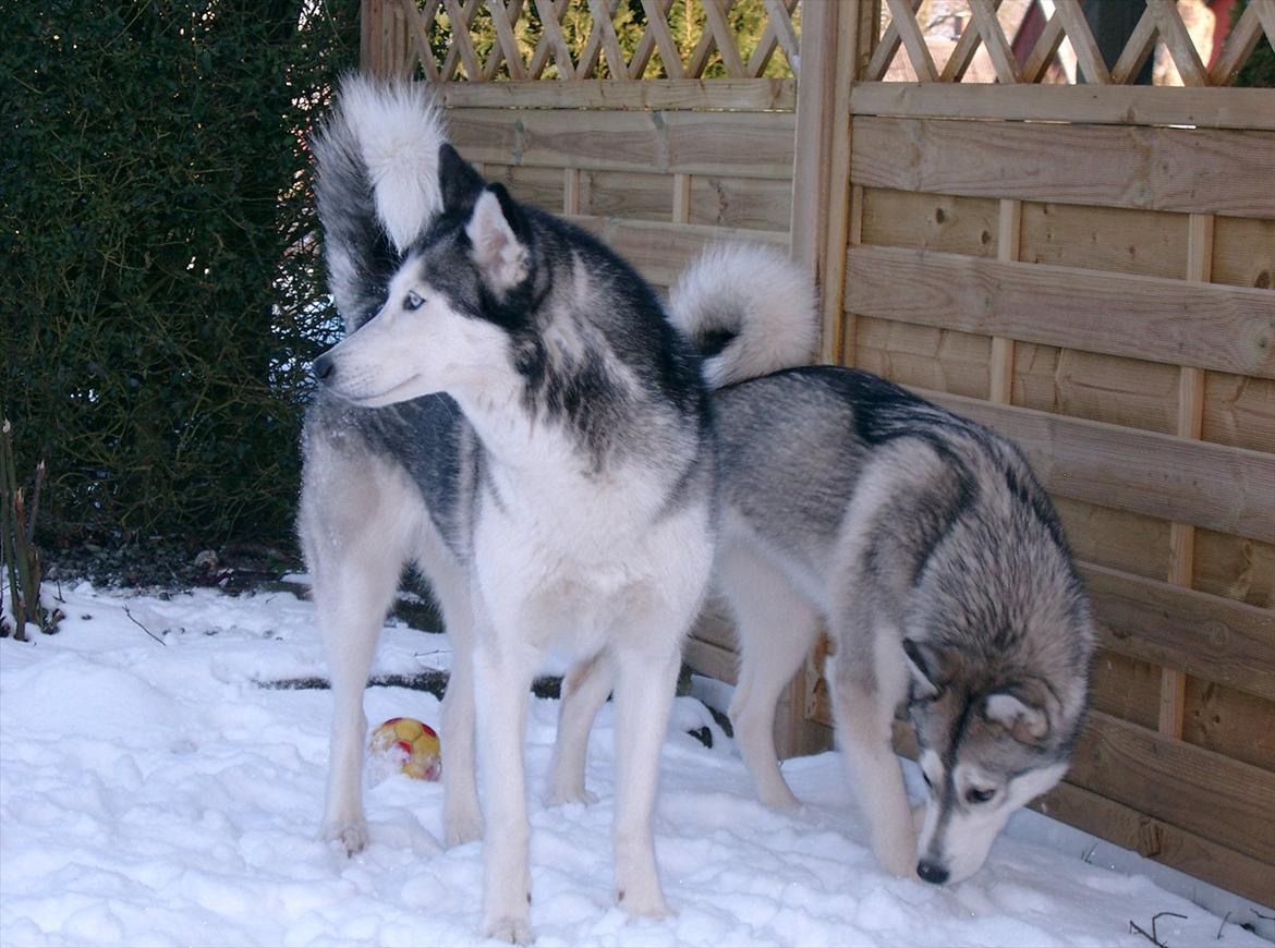 Siberian husky Lucky "himmel hund" billede 6