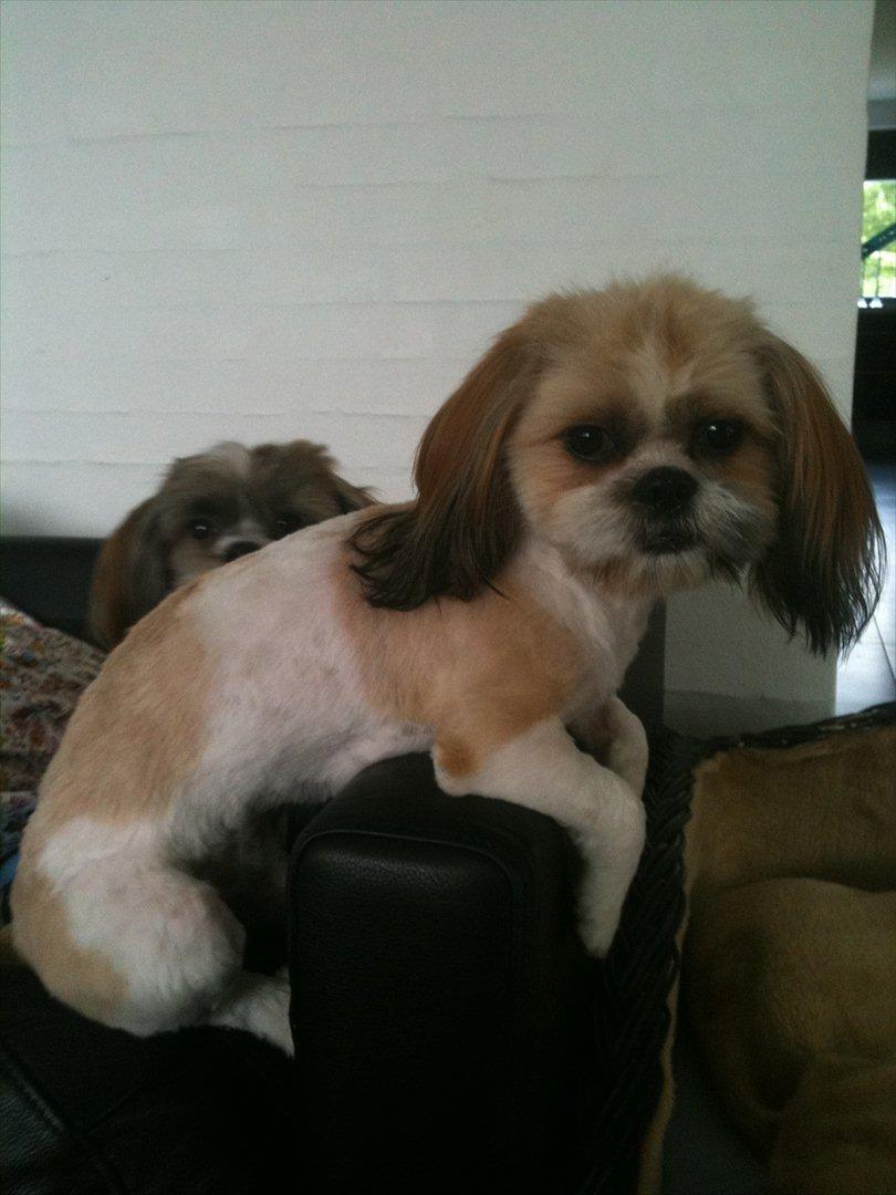 Shih tzu Chico - Lige blevet klippet og ikke særlig glad billede 8