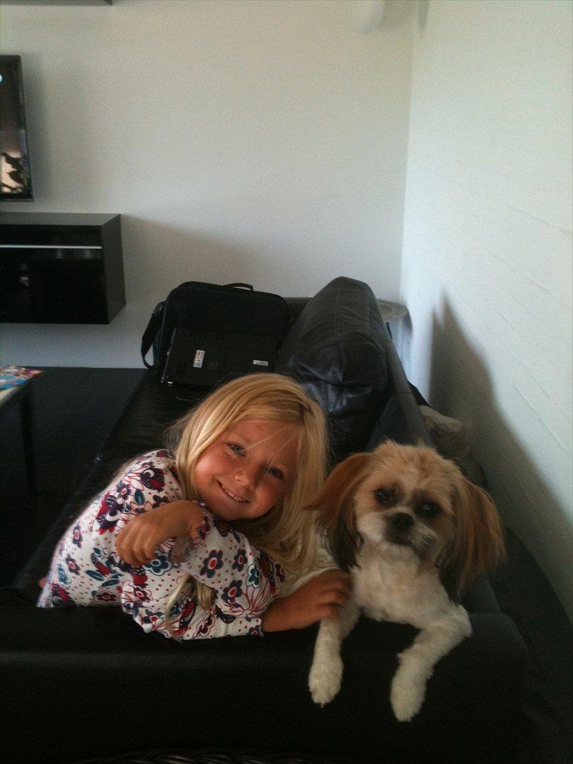 Shih tzu Chico - mig og min søster billede 9