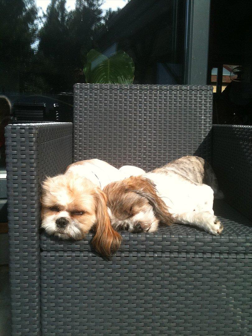 Shih tzu Chico - hygge i morgensolen billede 10
