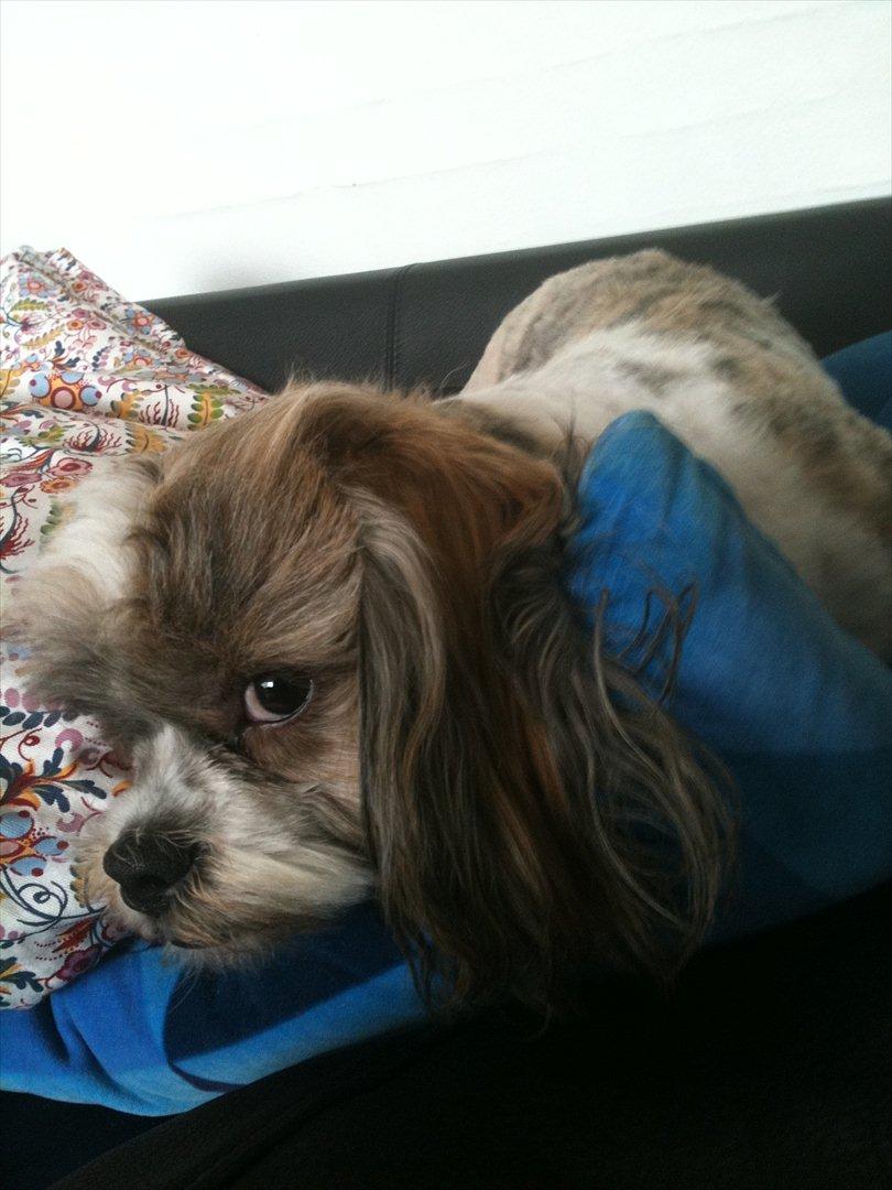 Shih tzu Franco - Nej jeg har ikke mere hår ........... billede 6