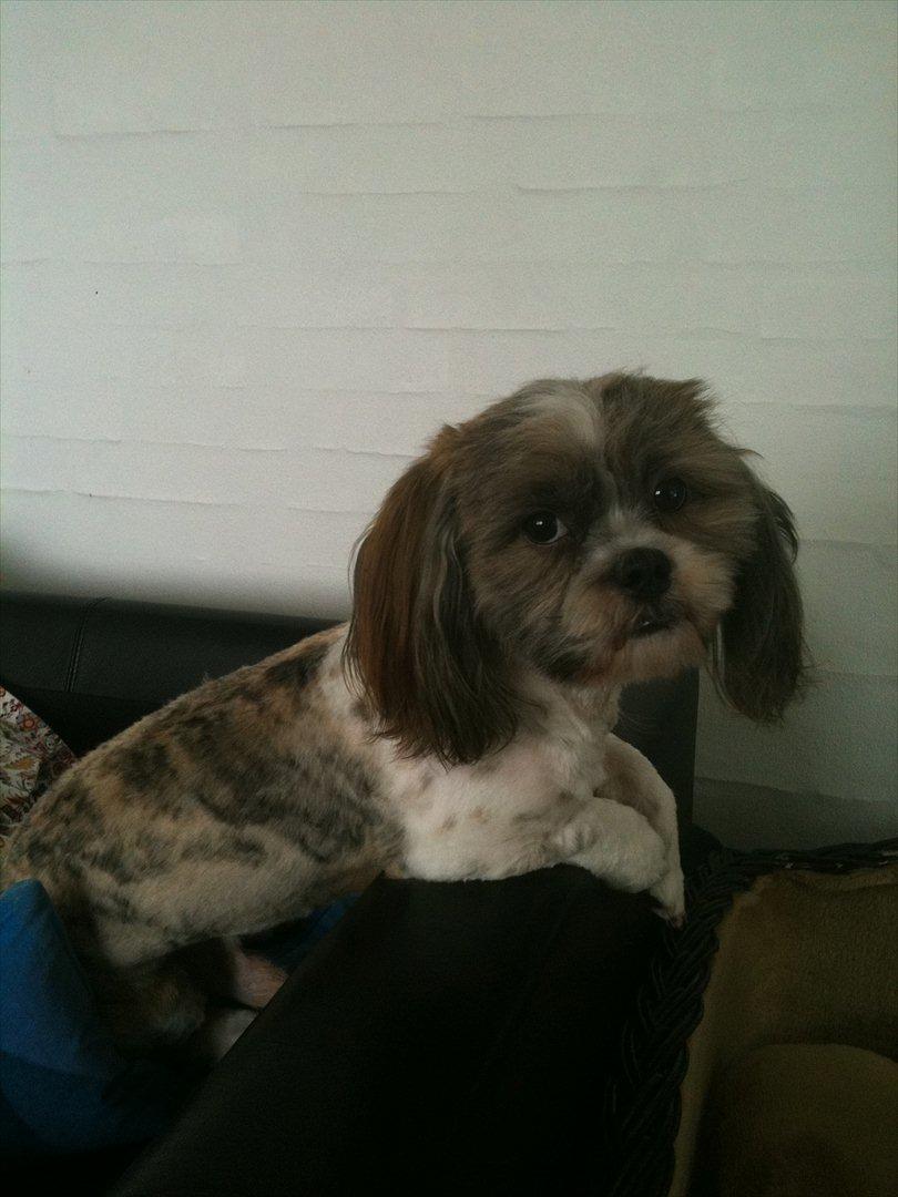 Shih tzu Franco billede 7