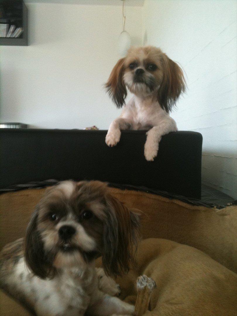 Shih tzu Franco billede 8