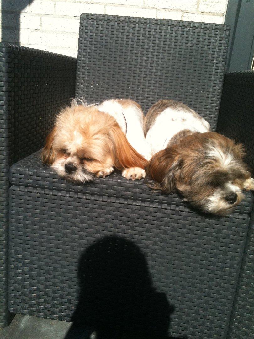 Shih tzu Franco - Morgen hygge i solen billede 9