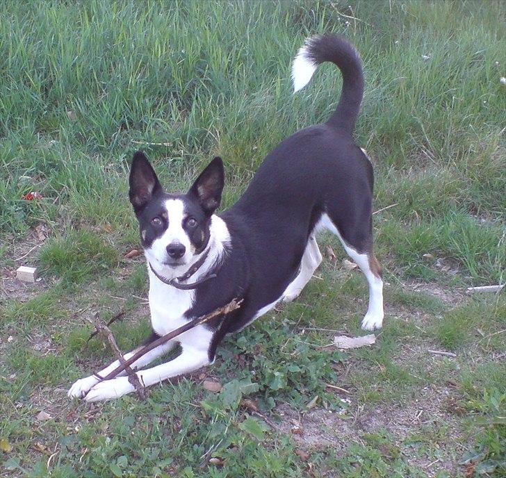 Blanding af racer Bella himmel hund  - hmm vil du noget.... billede 1