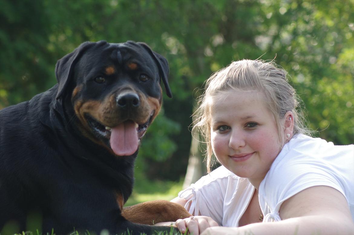 Rottweiler Vom Hause Wenorra Fadia - 1. August 2011 (Er min niece hun ligger sammen med) billede 35