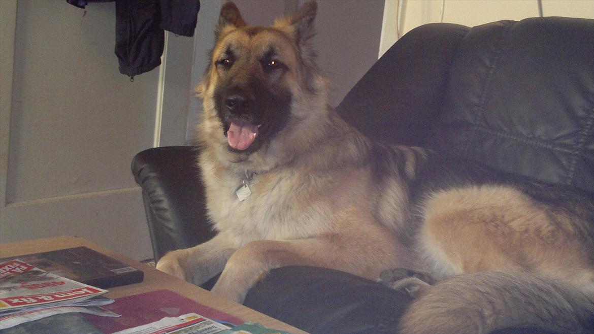 Schæferhund Thor billede 14