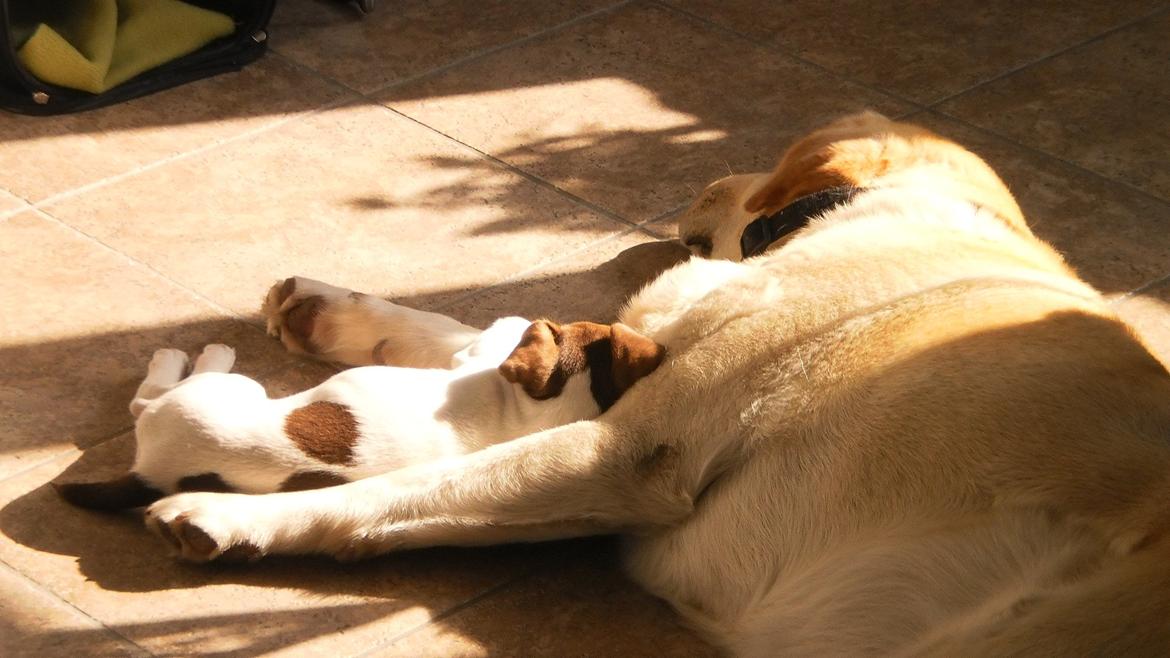 Dansk svensk gaardhund Nuggi - Buster & Nuggi:* billede 9