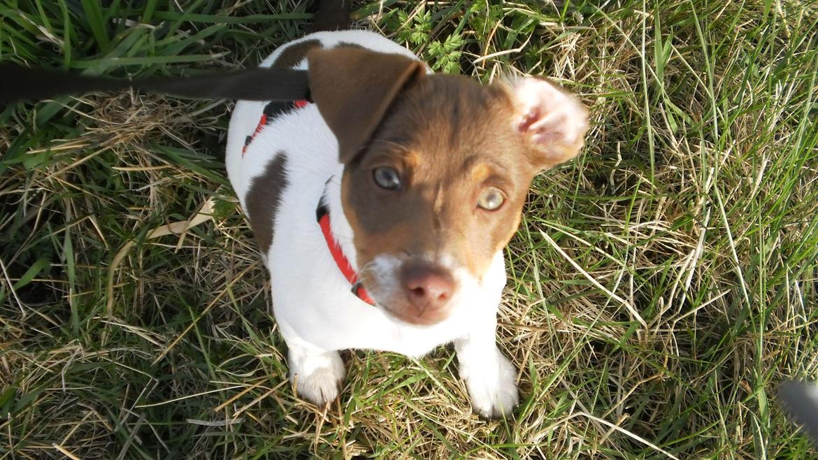 Dansk svensk gaardhund Nuggi - ?(: billede 10