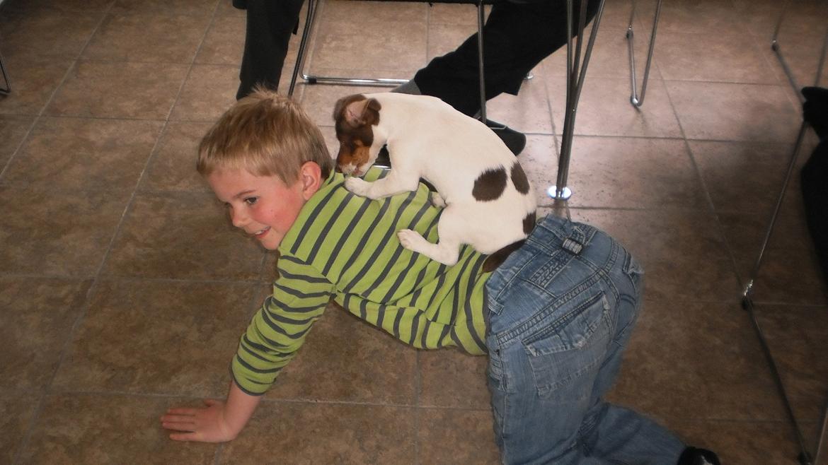 Dansk svensk gaardhund Nuggi billede 11