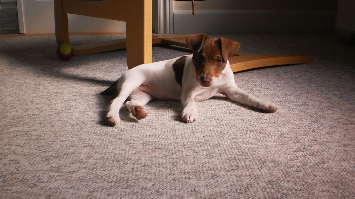 Dansk svensk gaardhund Nuggi billede 12