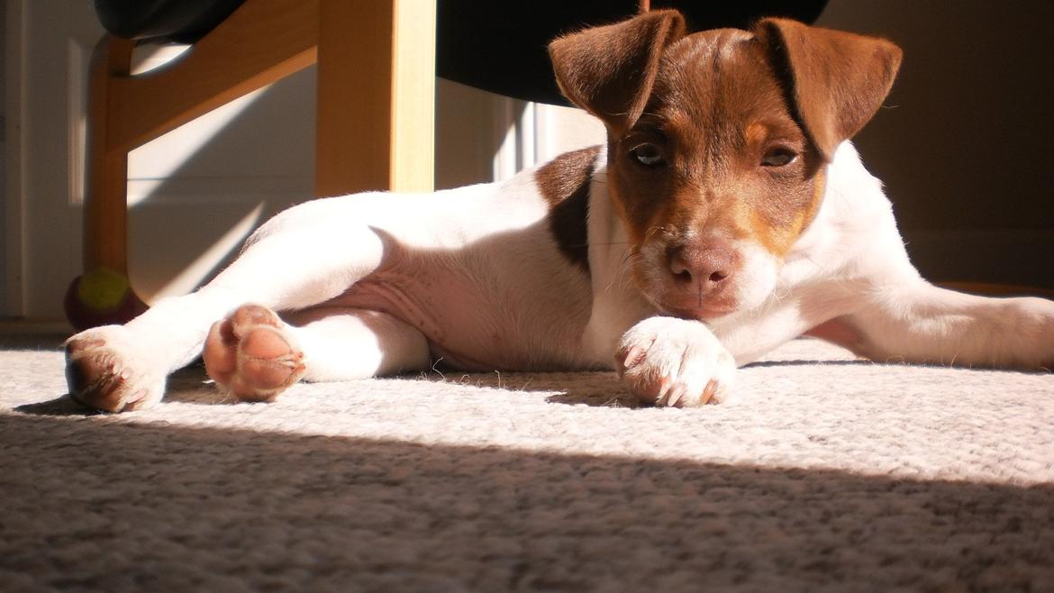 Dansk svensk gaardhund Nuggi billede 13