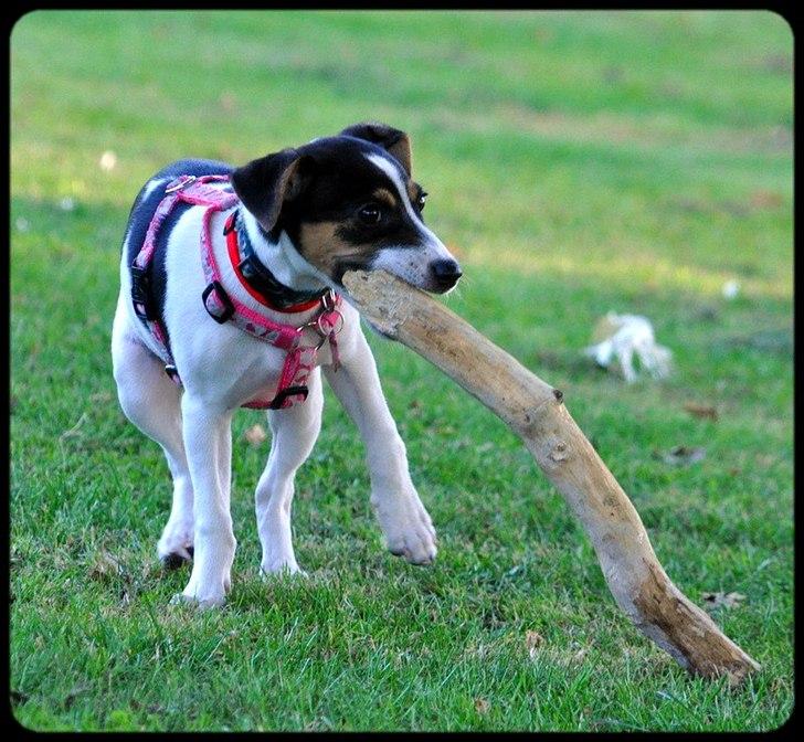 Dansk svensk gaardhund Stella <3 - Stella har fundet en lækker pind, som bare SKAL med! :b 18.8.2011 (13 uger og 1 dag gammel) billede 10